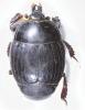 Margarinotus ignobilis